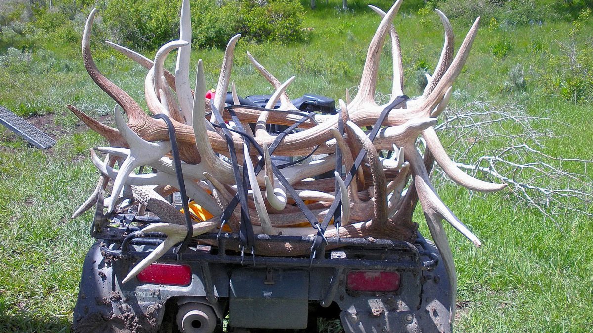 Shed antlers.