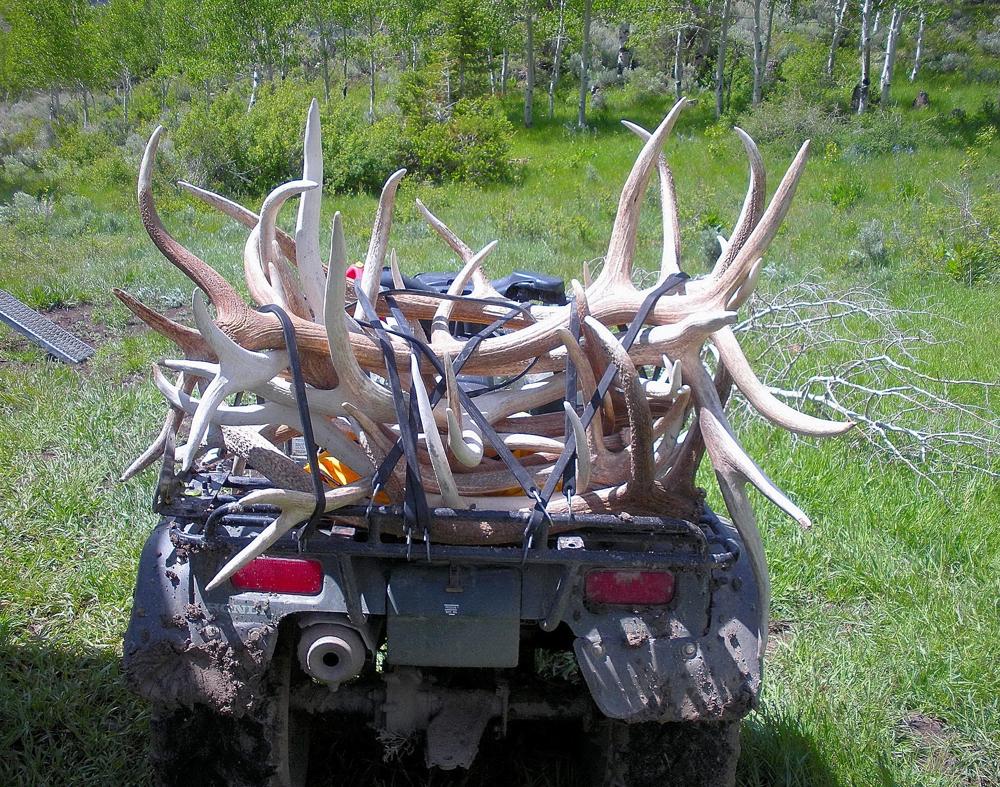 Shed antlers.