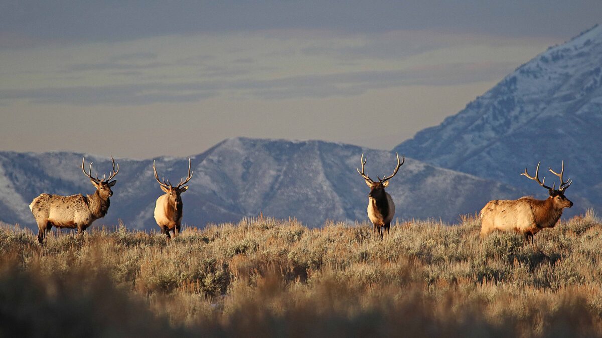 “If you happened to miss the big game drawing or were unsuccessful, this is your last opportunity for a chance to hunt big game in Utah this fall,” DWR Wildlife Licensing Coordinator Lindy Varney said.