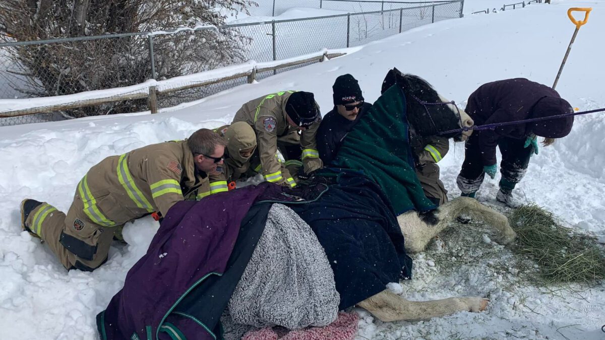 PCFD rescues horse who was stuck in deep snow.