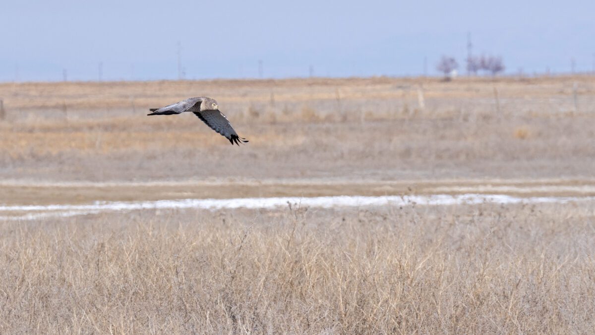 A Northern Harrier hunting in a field at the Ogden Bay Waterfowl Management Area.