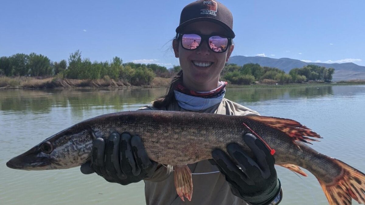 A DWR technician holding a tagged northern pike at Utah Lake