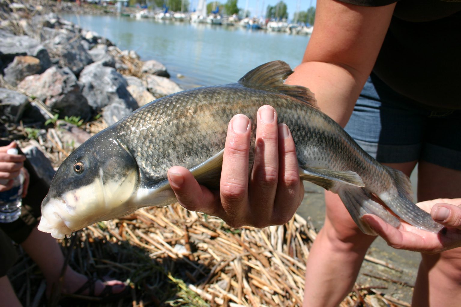June Sucker fish.