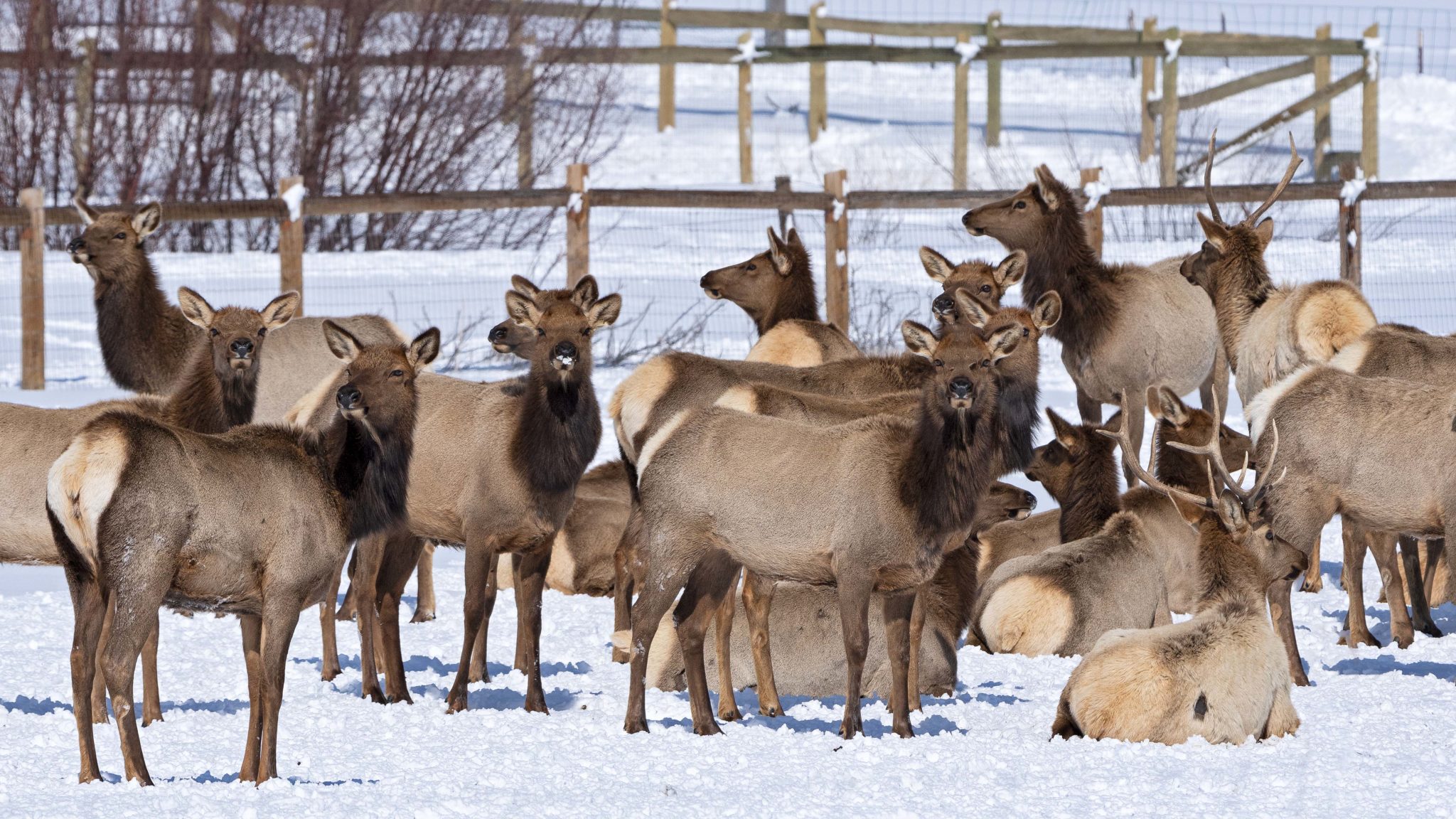 SNAPPED Elk herd enjoys hay with cows and horses near Henefer