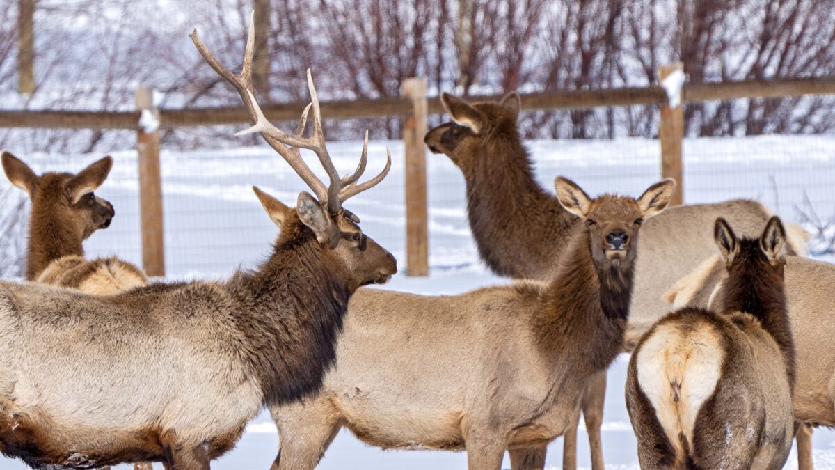 An elk herd invaded a farm near Hennifer for a free snack of hay.