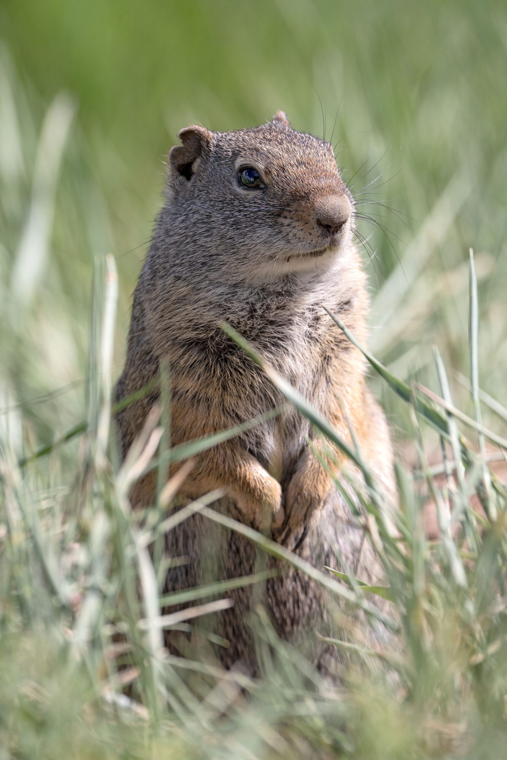 A Uinta Ground Squirrel in early Spring.