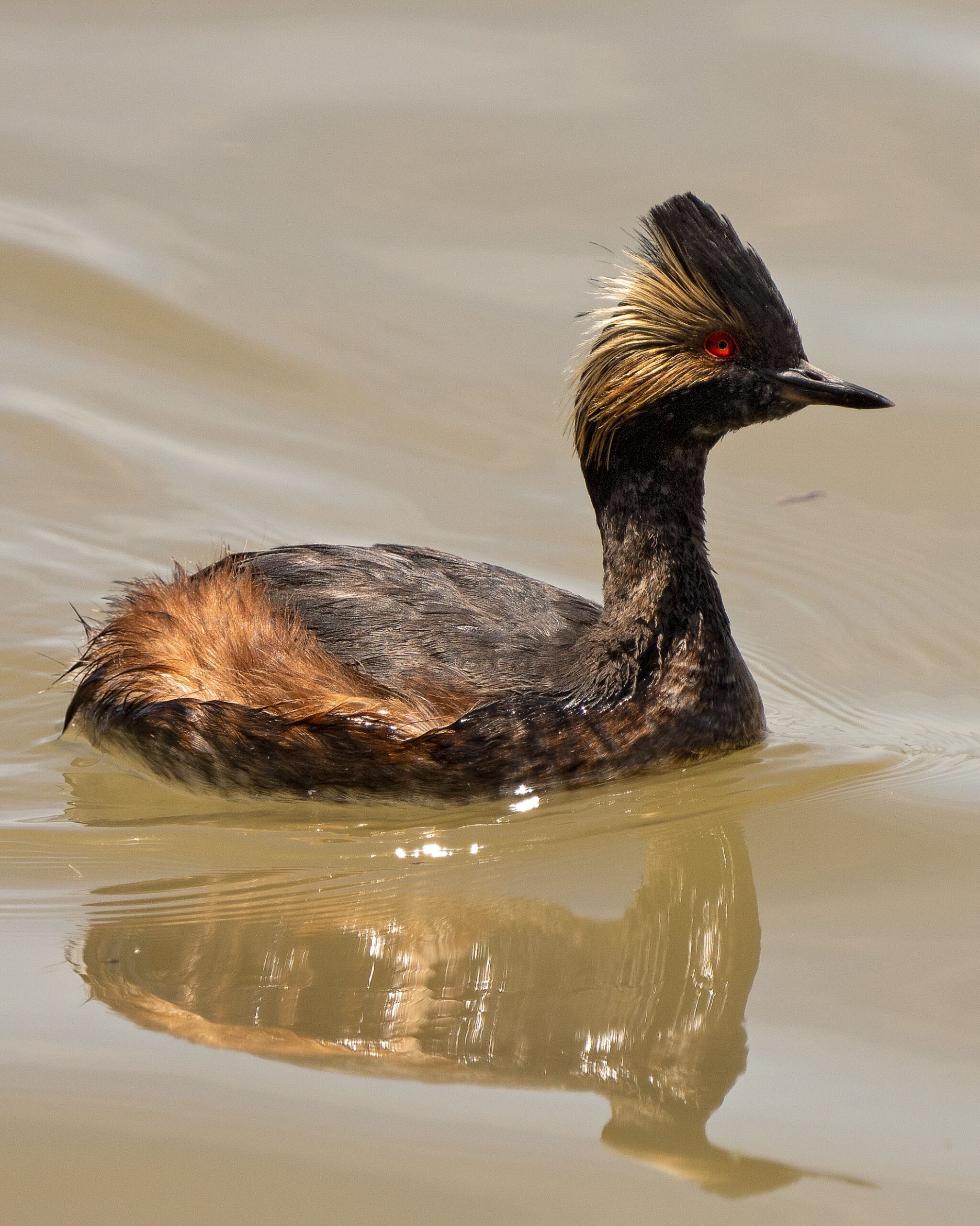Eared grebe at Bear River Migratory Bird Refuge.