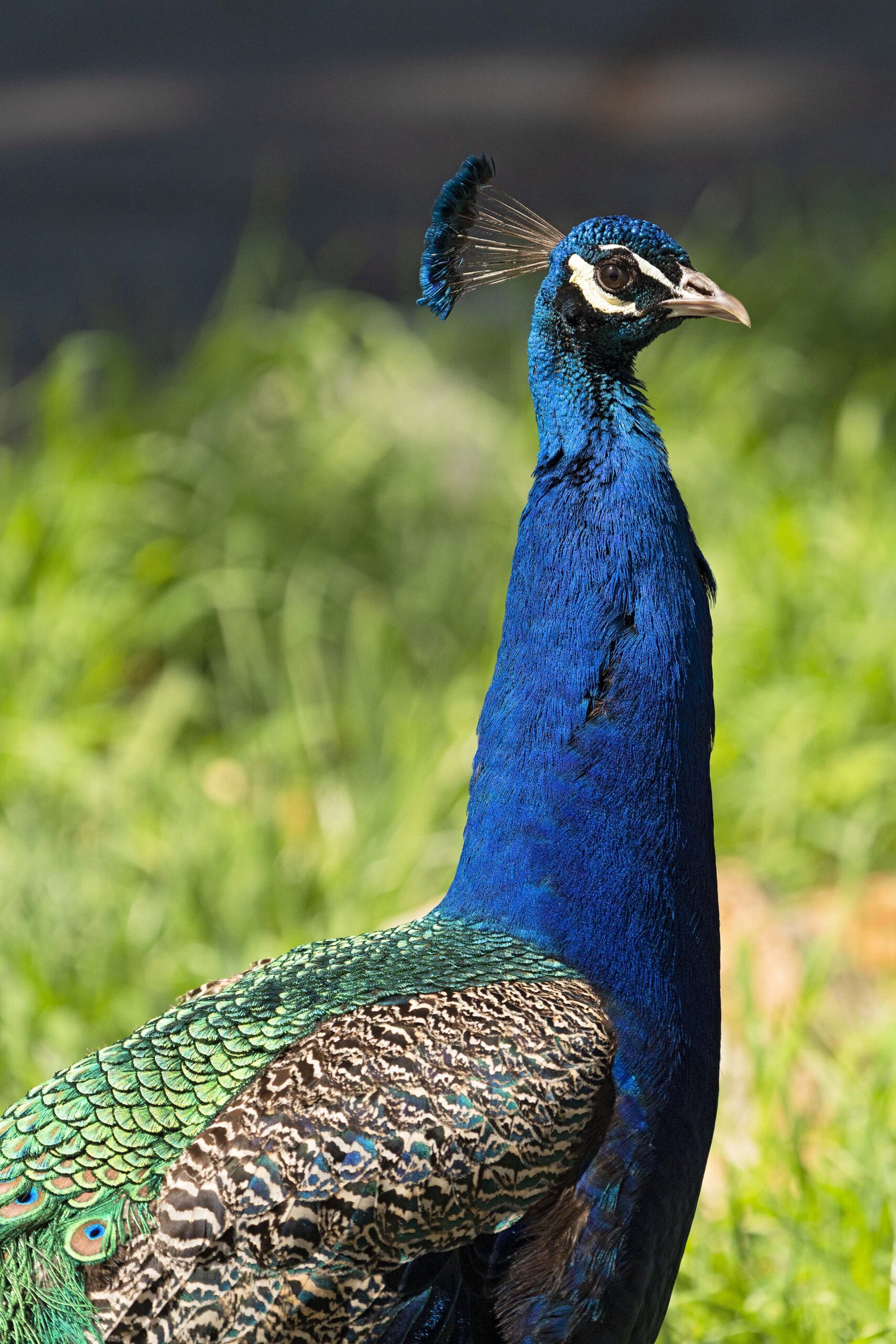A peacock at Allen Park in Salt Lake City in color.
