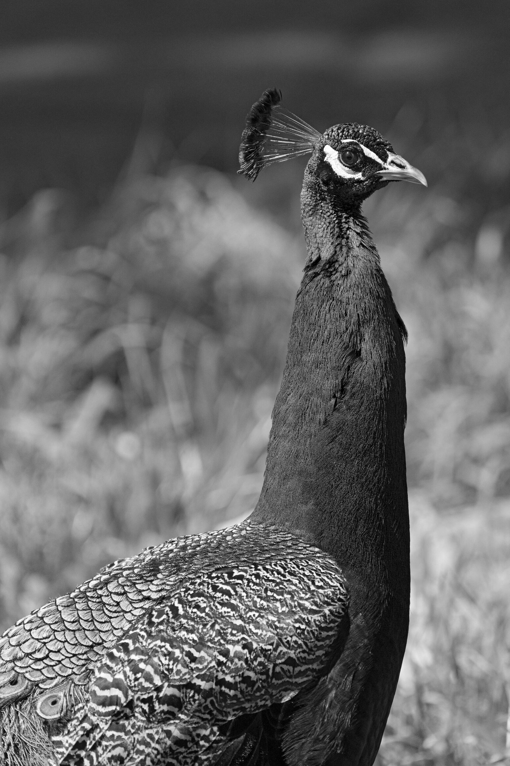 A peacock at Allen Park in Salt Lake City in black and white.