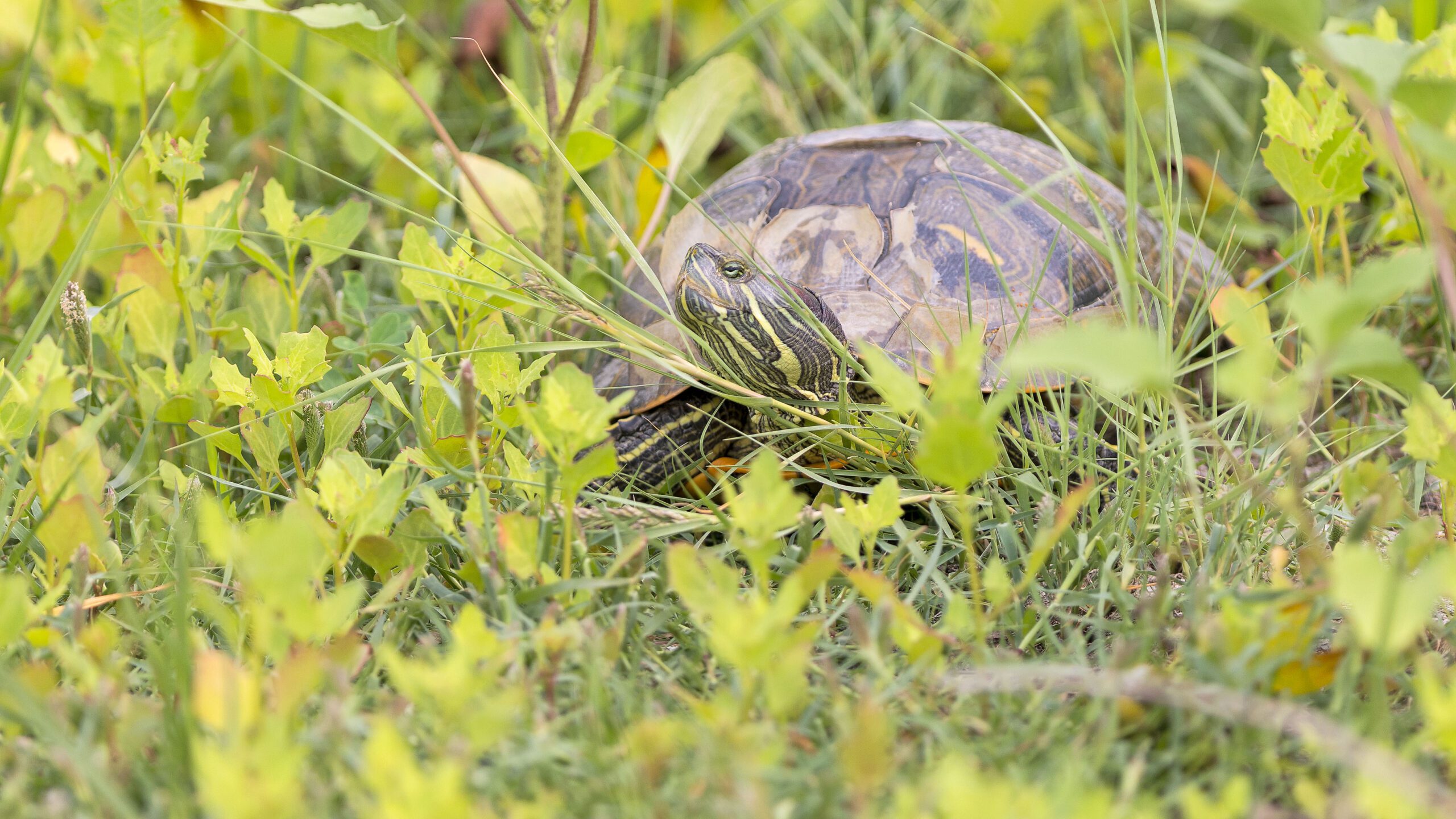 A turtle at Farmington Bay Waterfowl Management Area.