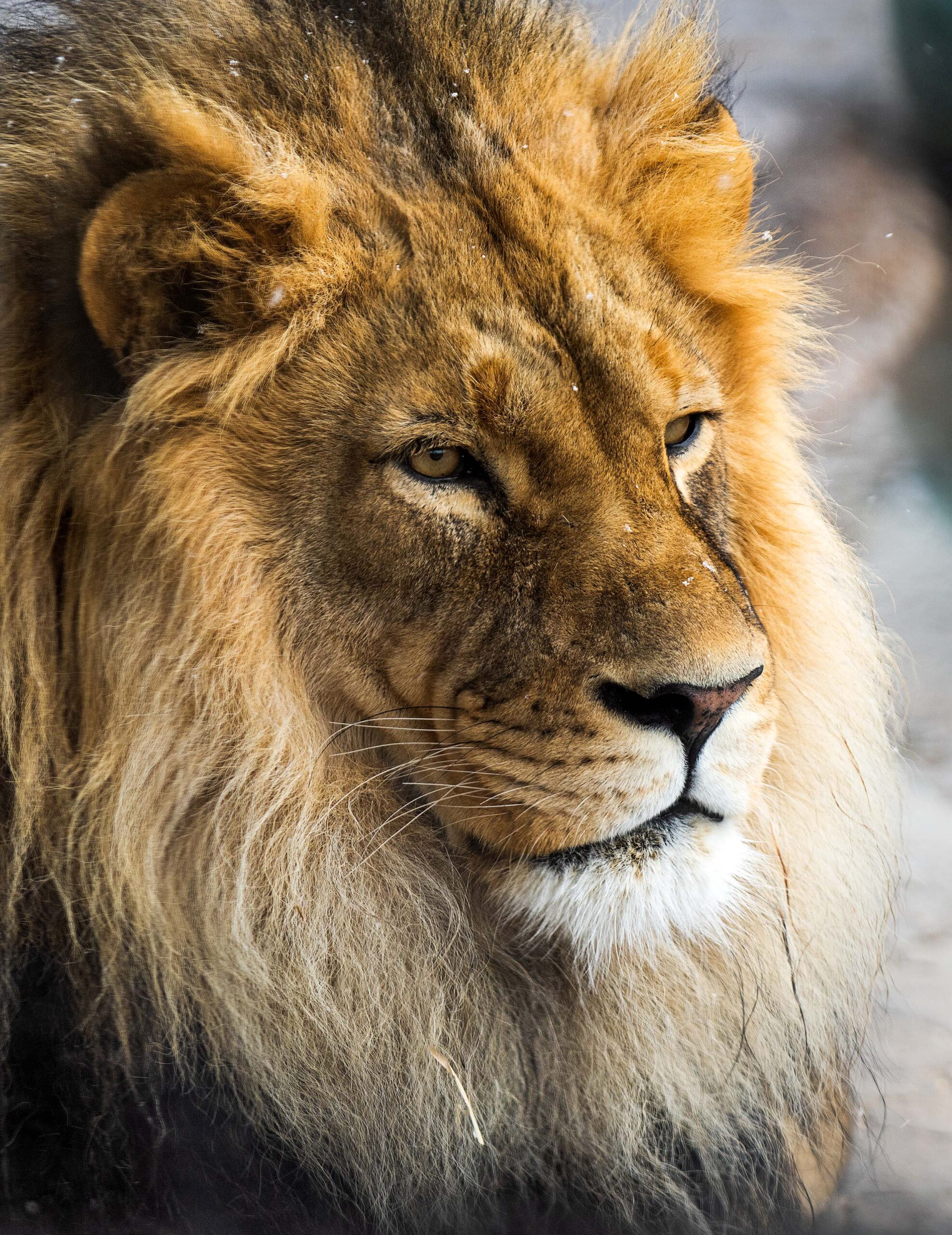 Male lion at Utah's Hogle Zoo in color.