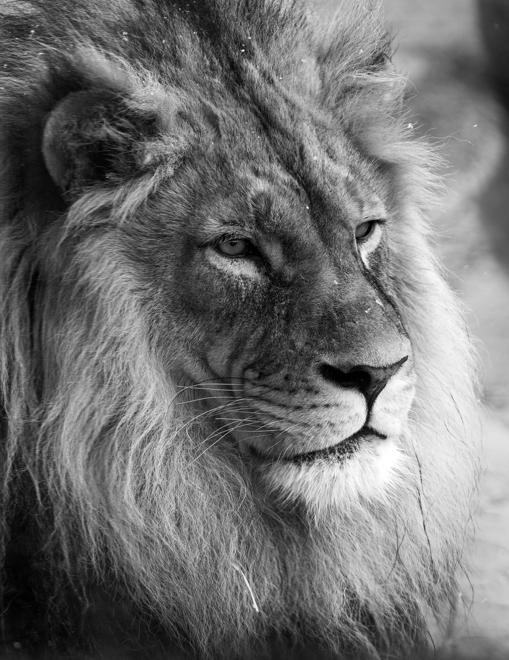Male lion at Utah's Hogle Zoo in black and white.