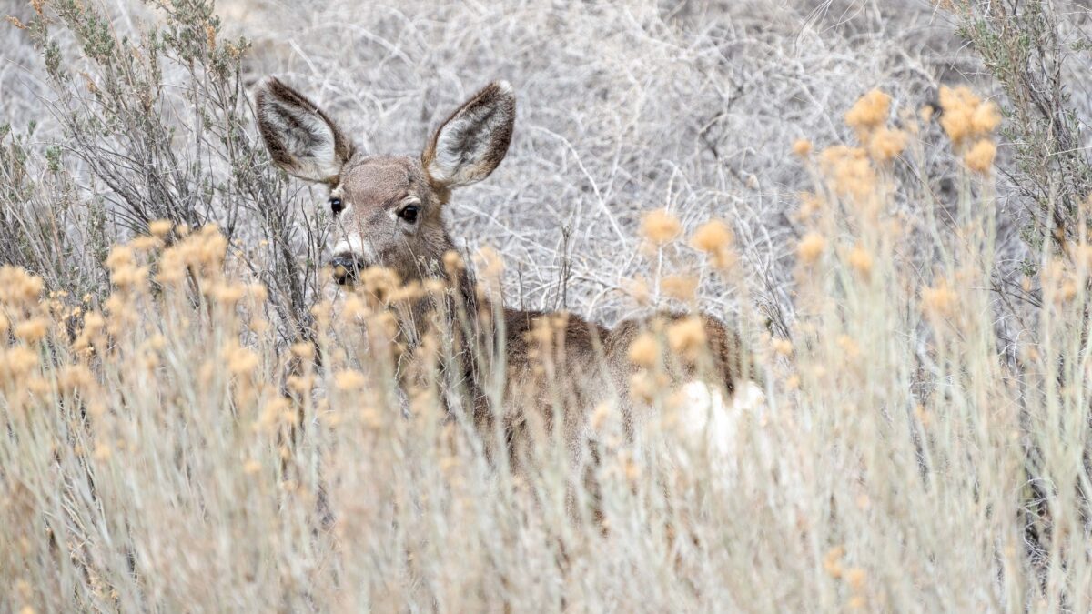 A mule deer doe near Cottonwood Wildlife Management Area in eastern Utah.