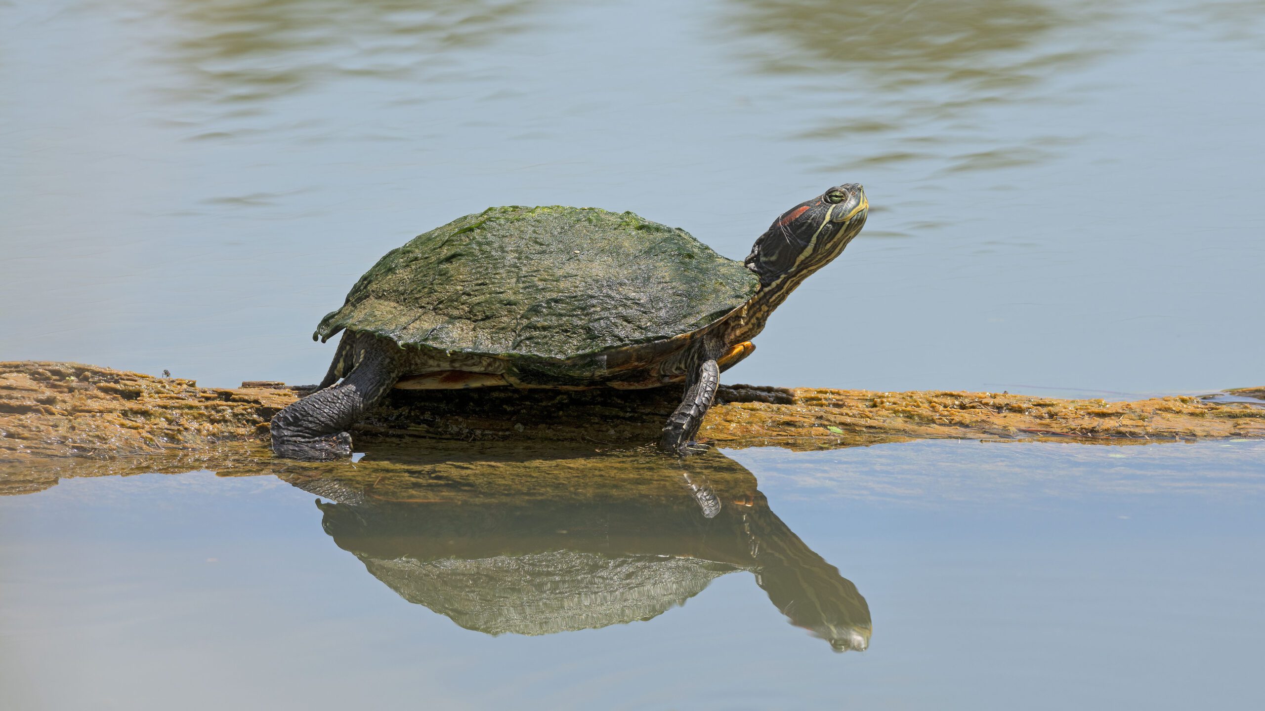 A turtle on a log and its reflection.