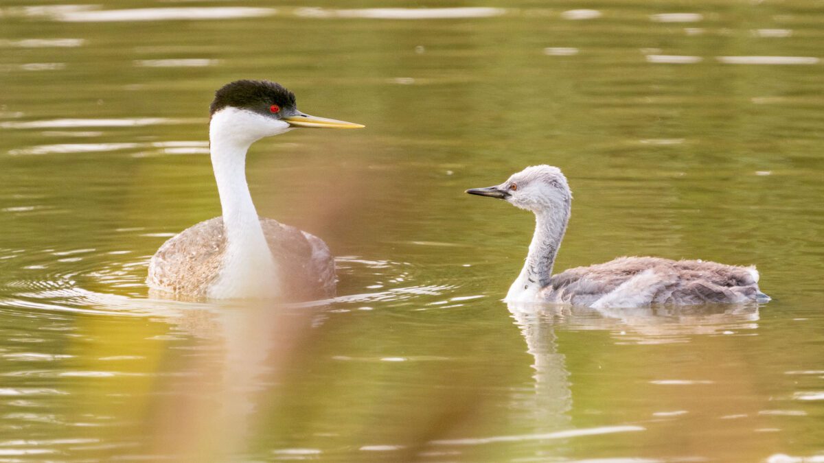 A Clark's Grebe and it's young at Fish Springs National Wildlife Refuge.