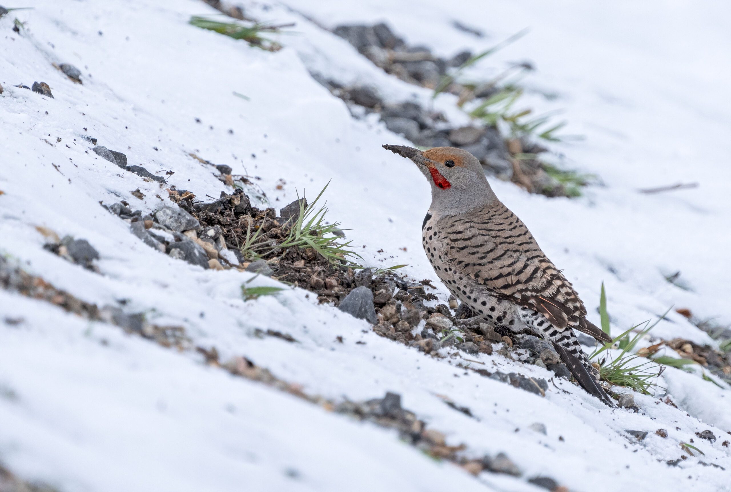 A northern flicker near Jeremy Ranch Road in the Spring.