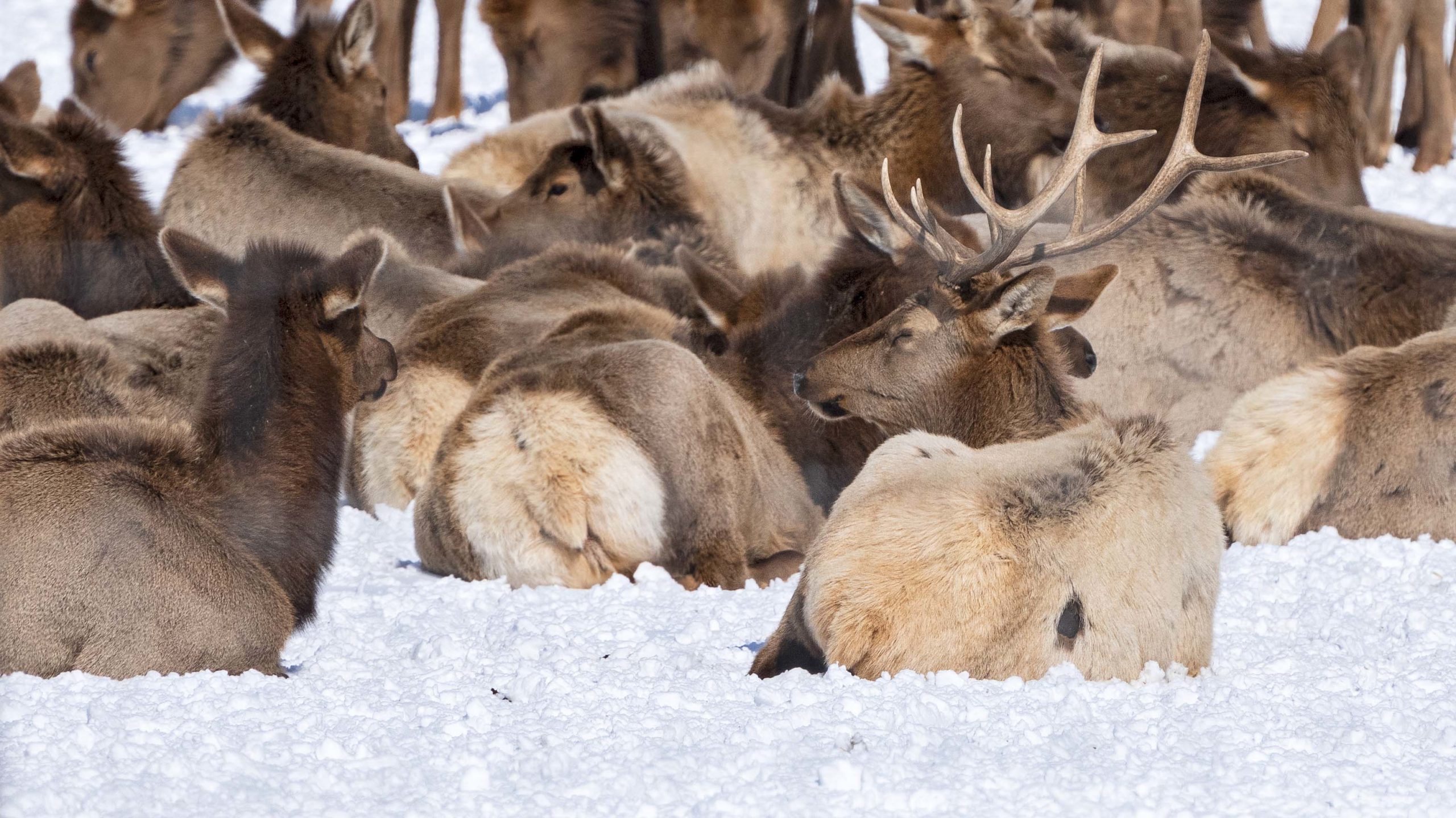 An elk herd enjoyed hay on a farm near Henefer, Utah.