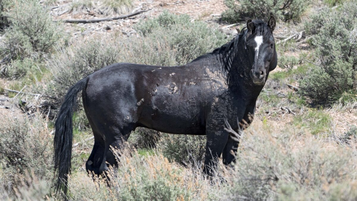 A wild stallion of the Onaqui Mountain Herd Management Area.