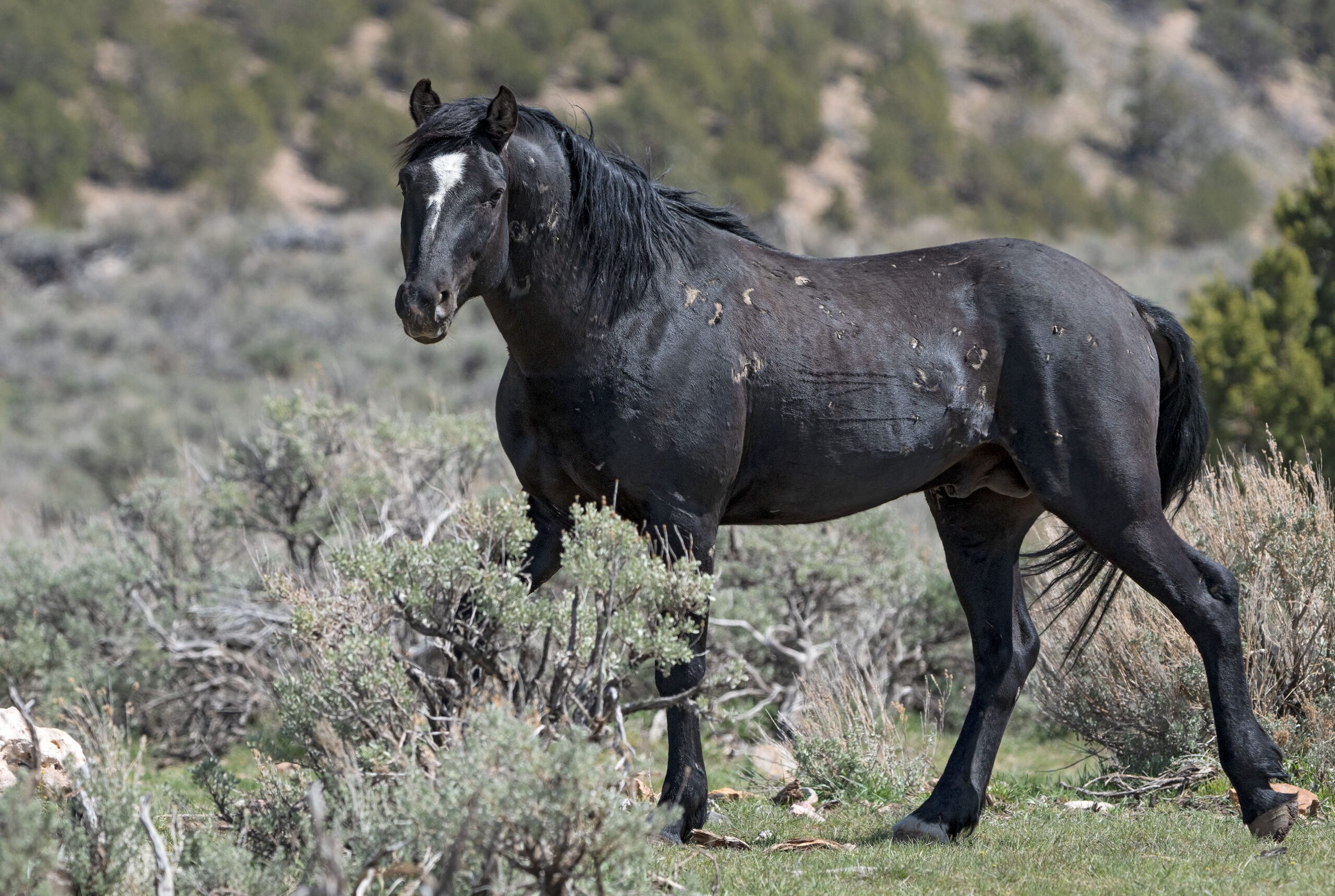 A wild stallion of the Onaqui Mountain Herd Management Area.