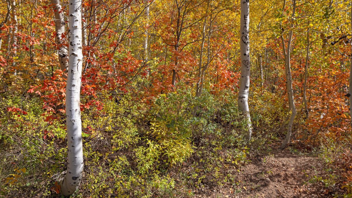 Aspen in its fall colors on a trail above Little Dell Reservoir.
