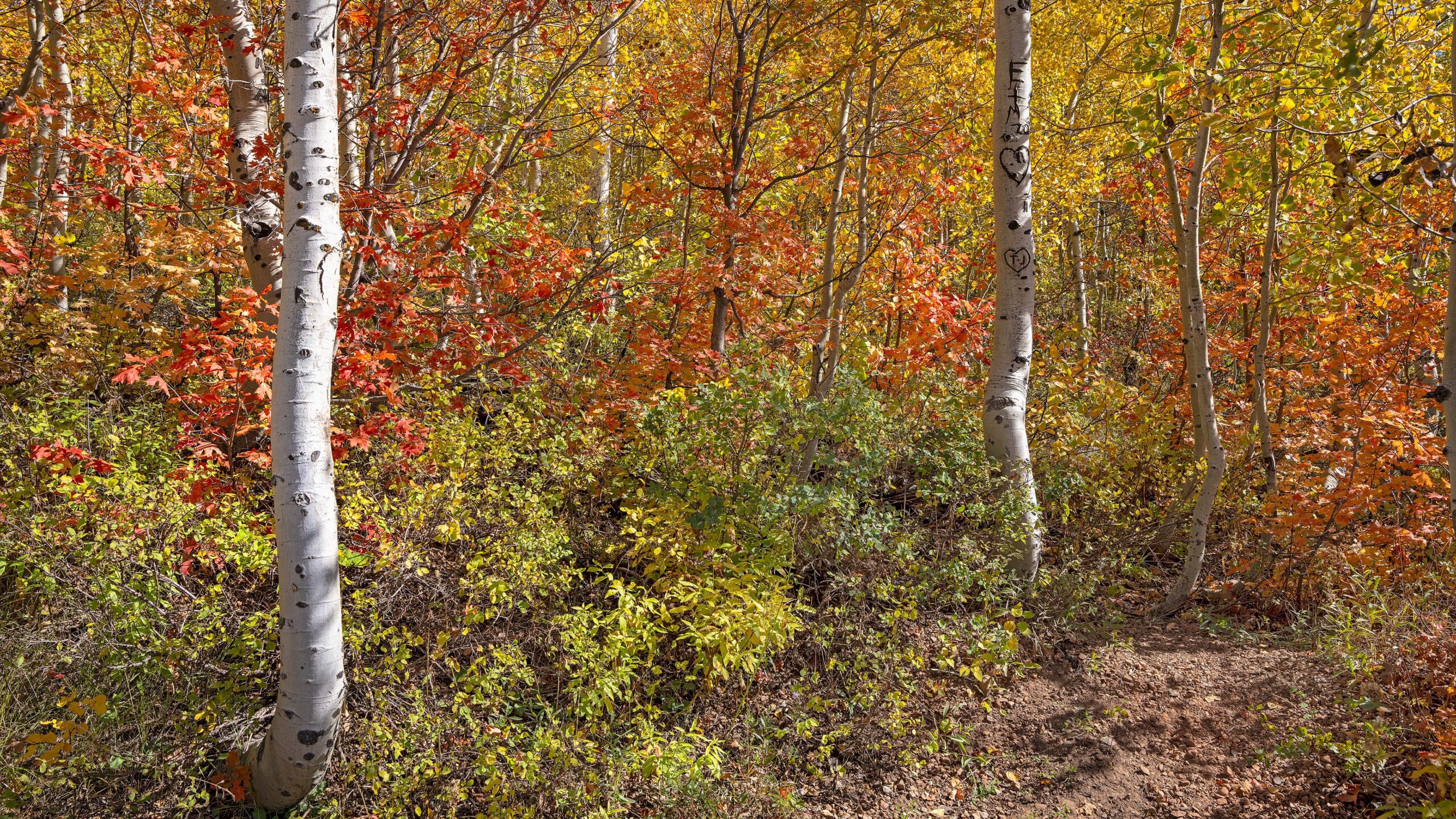 The uniqueness of the Aspen and its importance to Utah s