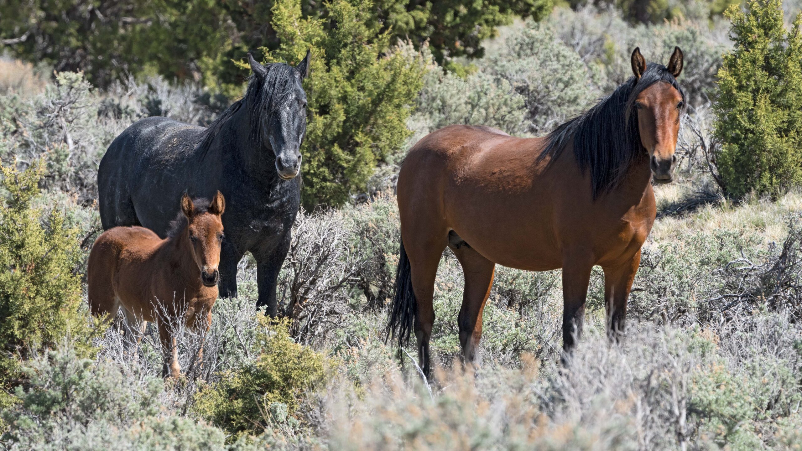 Wild Horses of the Onaqui Mountain Herd Management Area.
