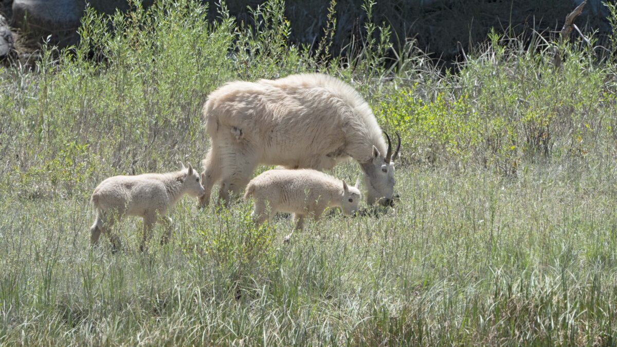 A female mountain goat and two kids.