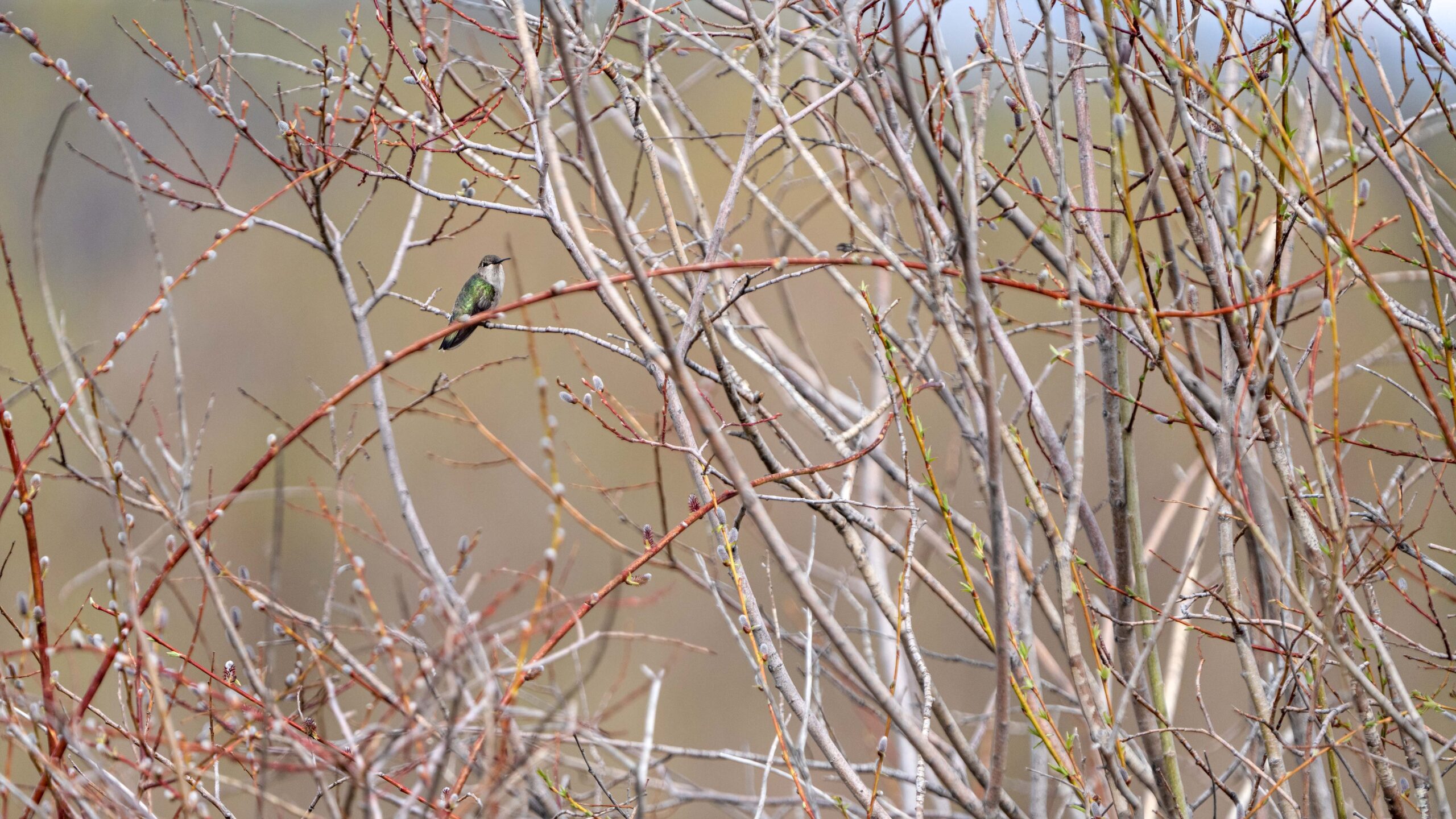 A hummingbird at the Swaner Preserve and EcoCenter.