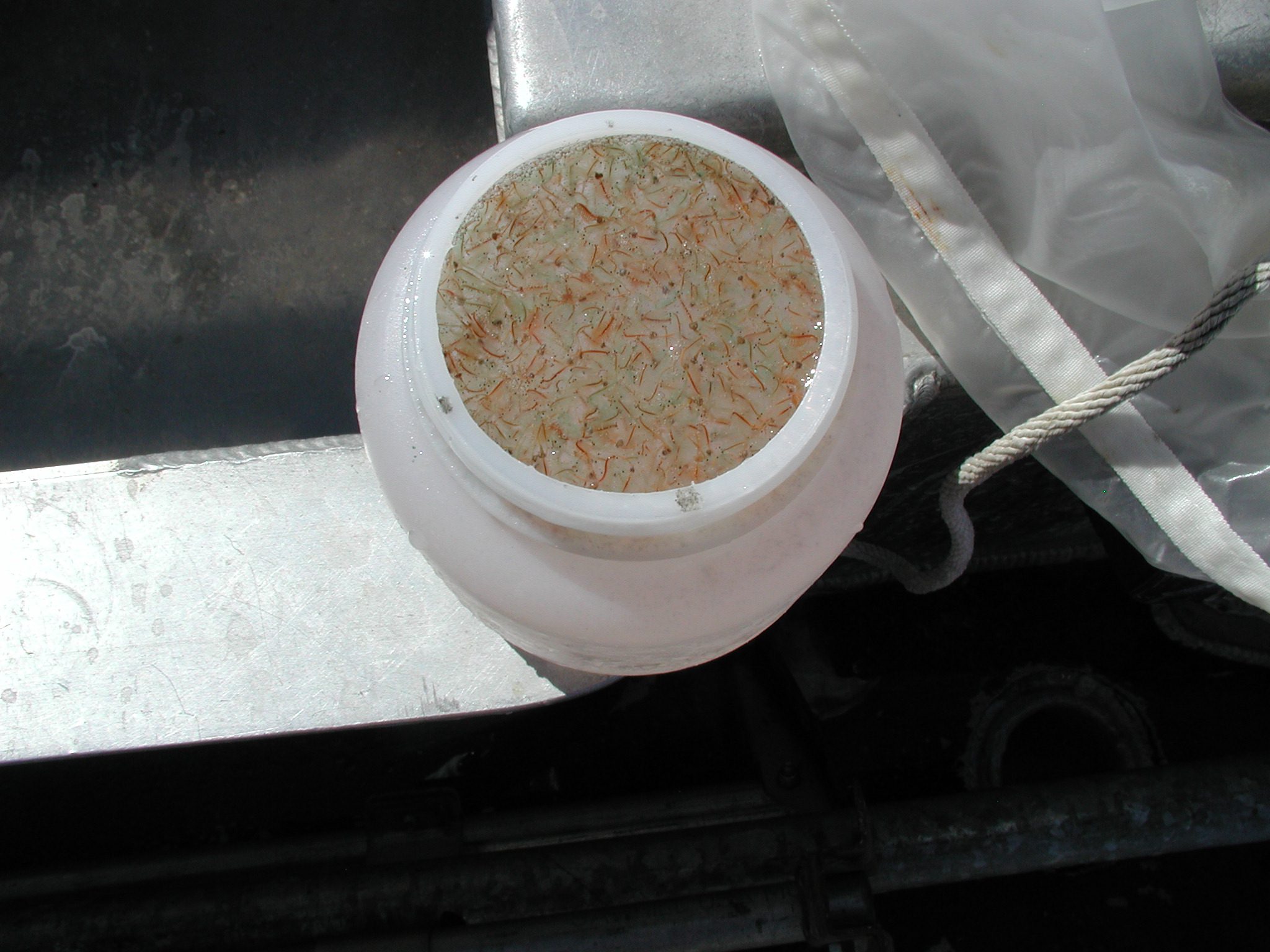 Harvested brine shrimp in a container.