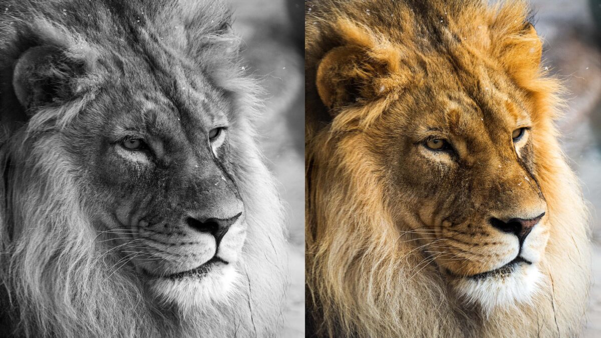 Photos of a male lion at Utah's Hogle Zoo in black and white on the left and color on the right.