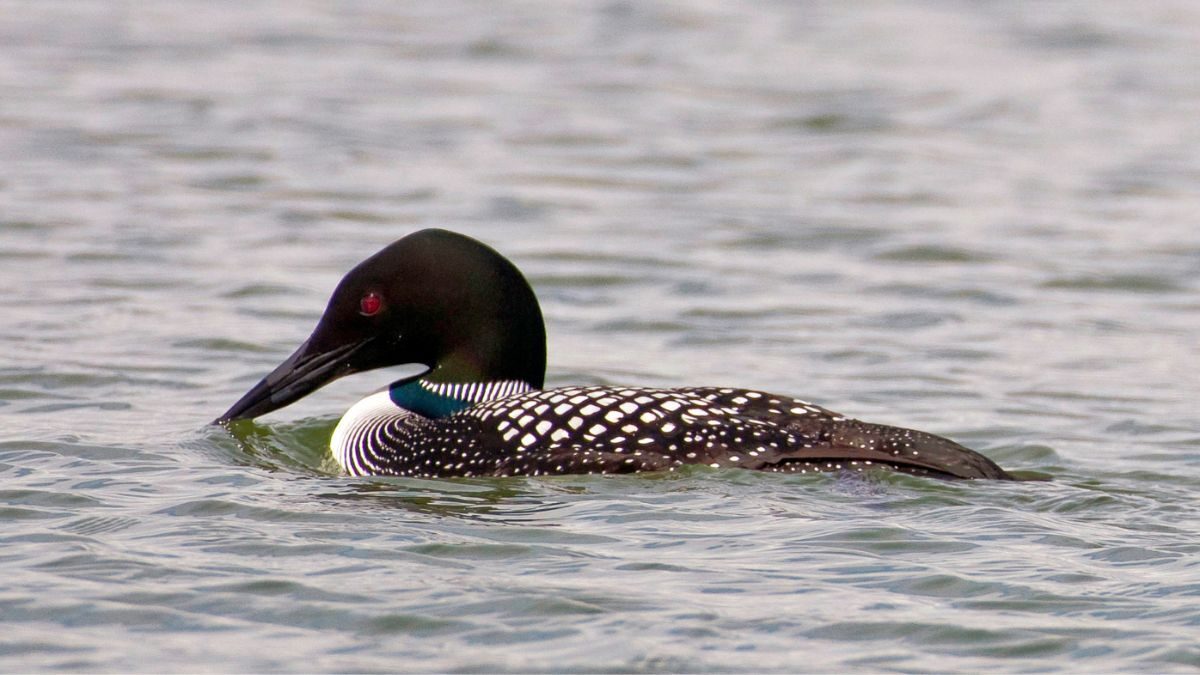 Loons are set to stop in northeastern Utah during their spring migration.