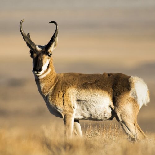 Big game hunt applications for the 2023 season draw to open in March