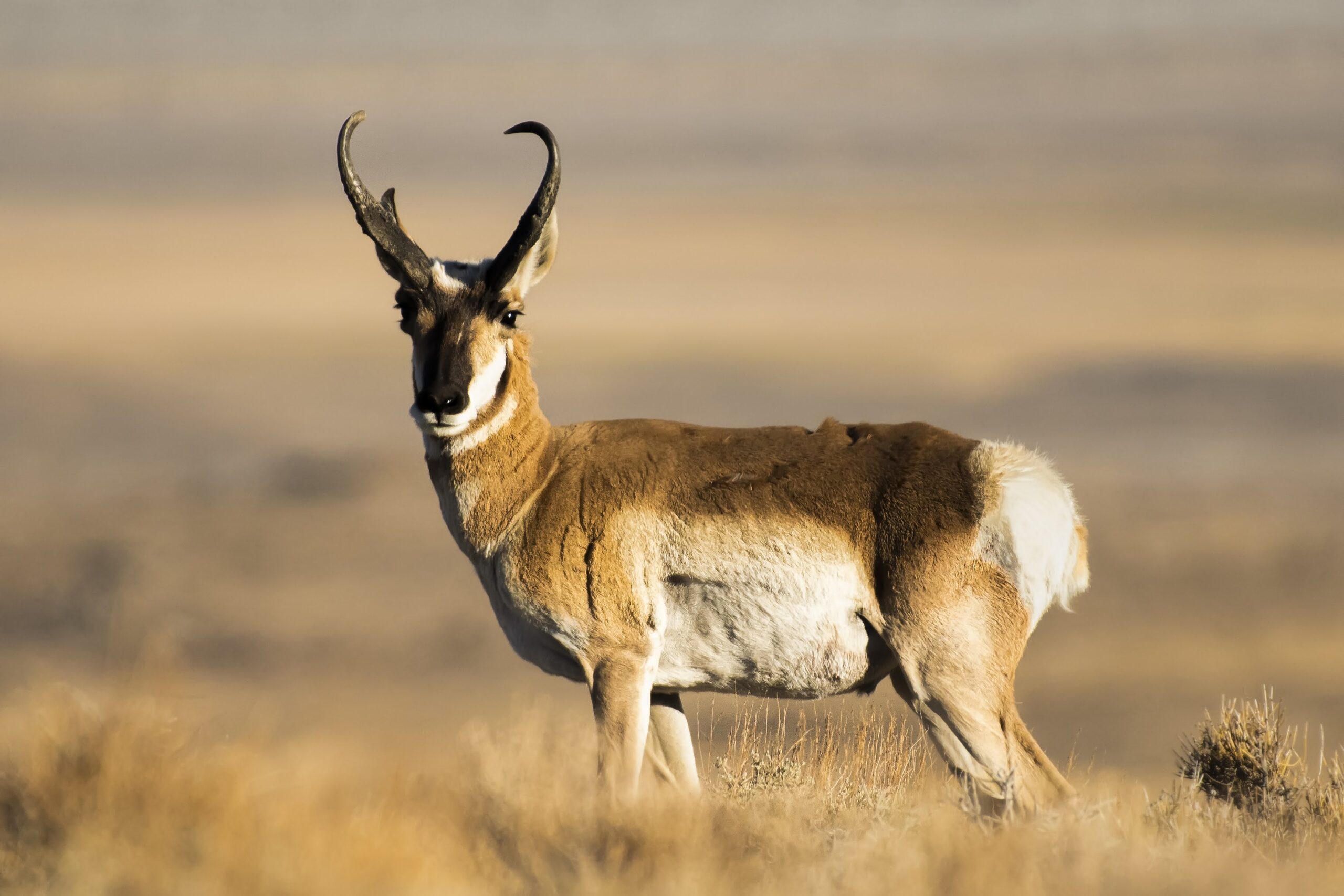 West desert pronghorn antelope buck.