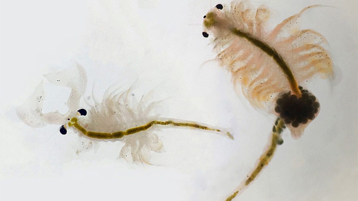 Male and female brine shrimp.