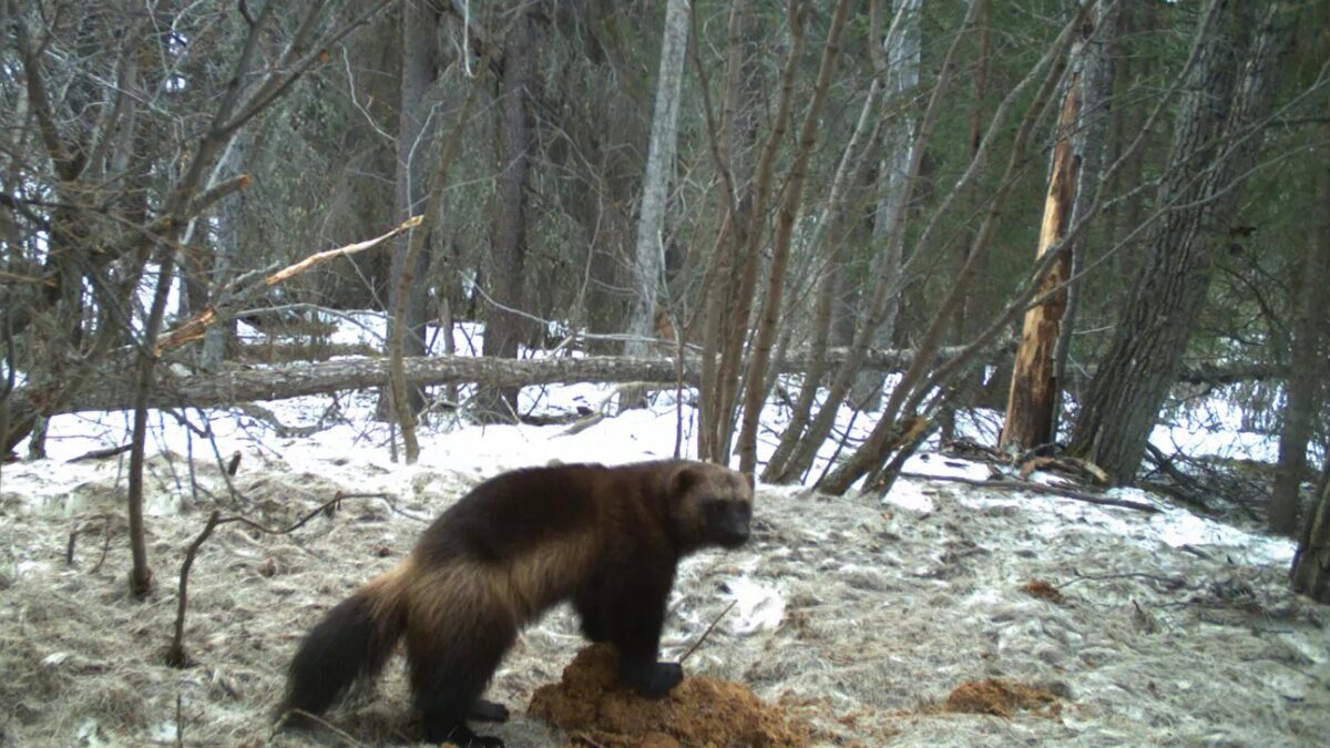 Wolverine image captured from a camera trap in Denali.