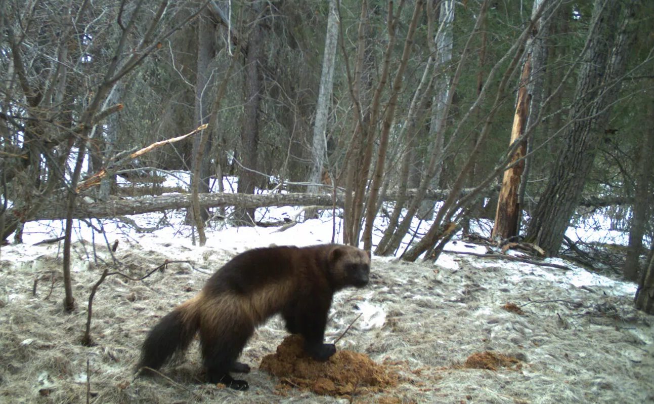 Wolverine image captured from a camera trap in Denali.