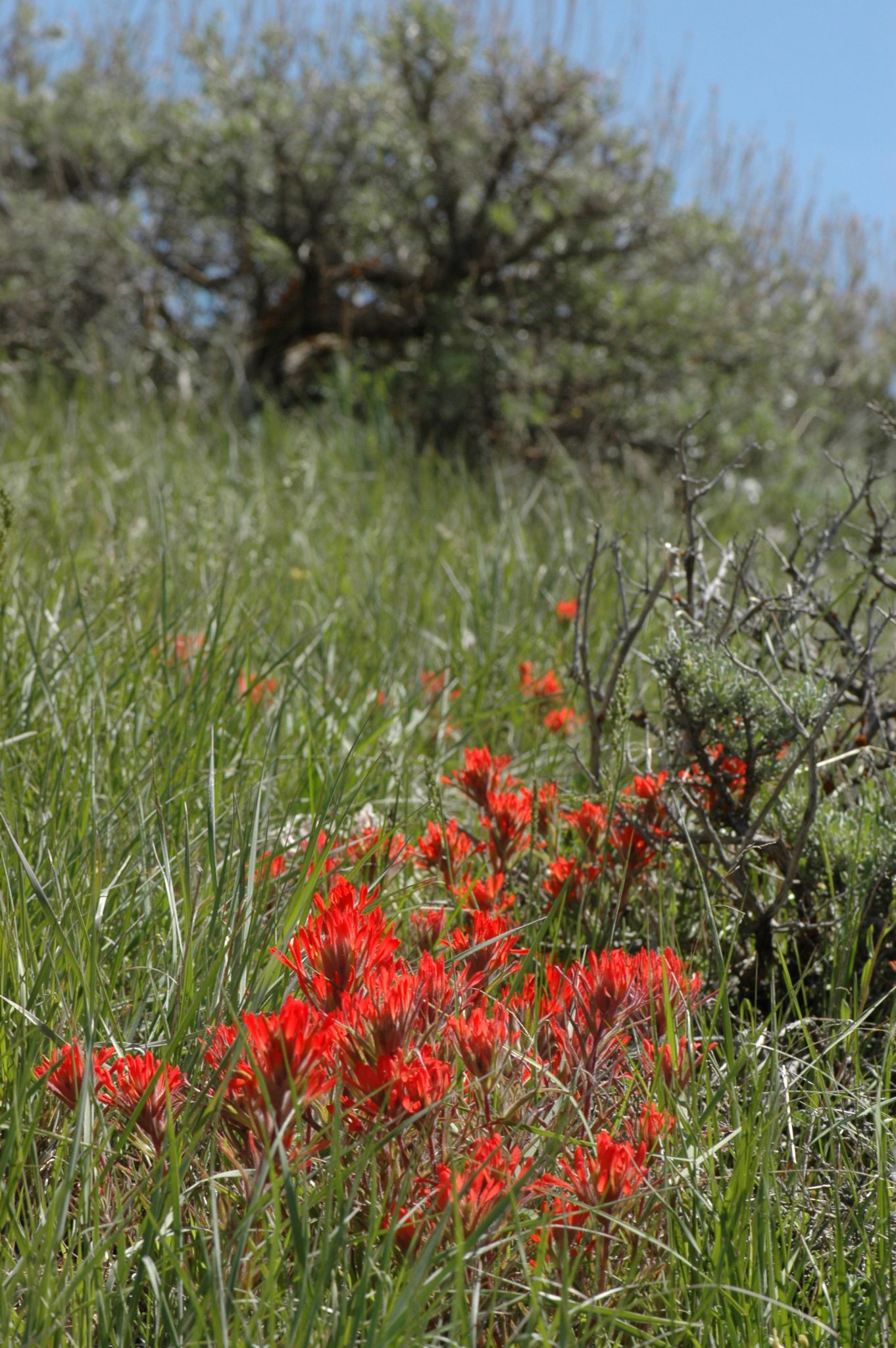 Indian Paintbrush on the north side of the Swaner Preserve. Courtesy of the Swaner Preserve and EcoCenter.
