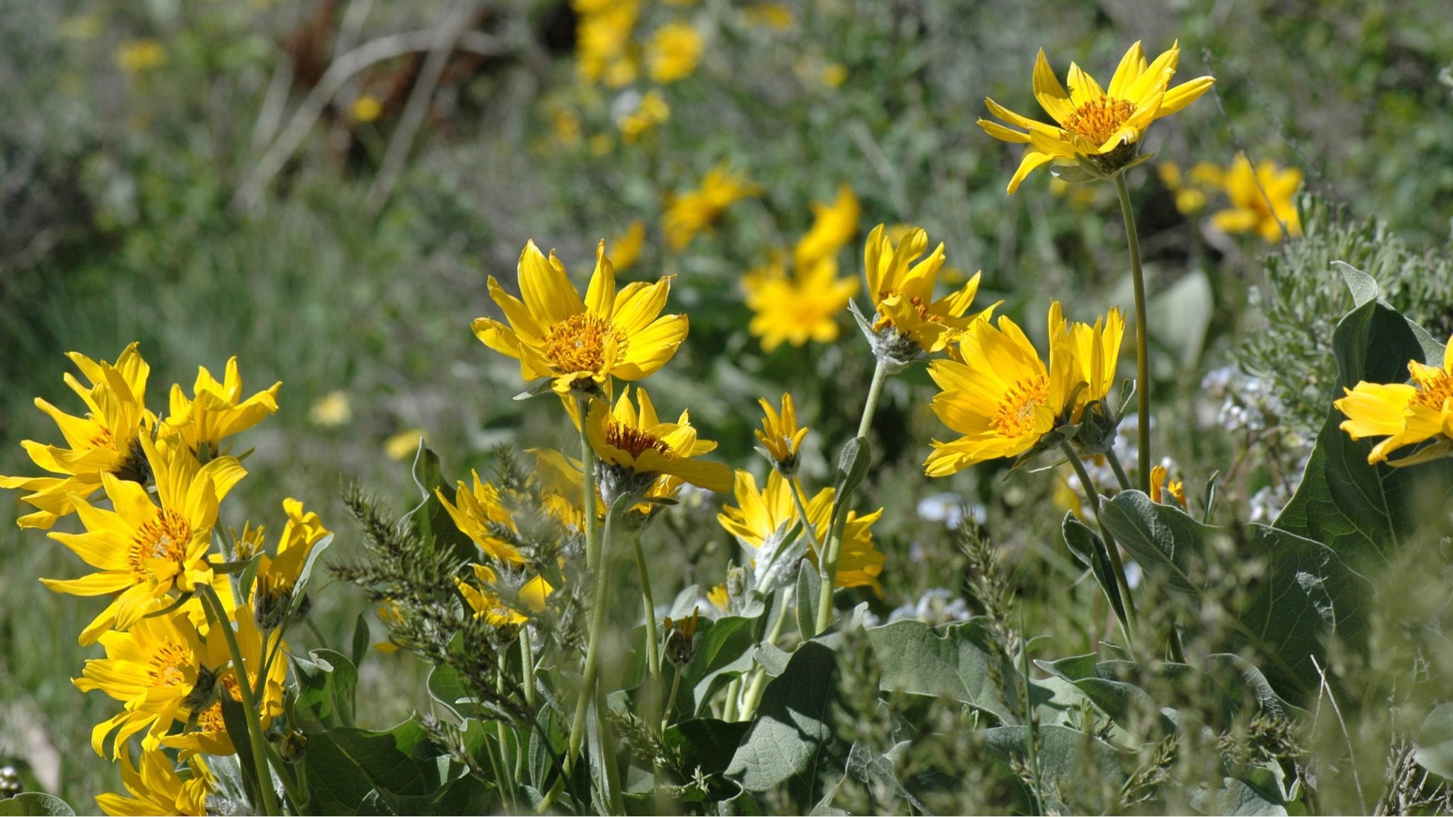 Arrowleaf Balsamroot Growing along a trail.