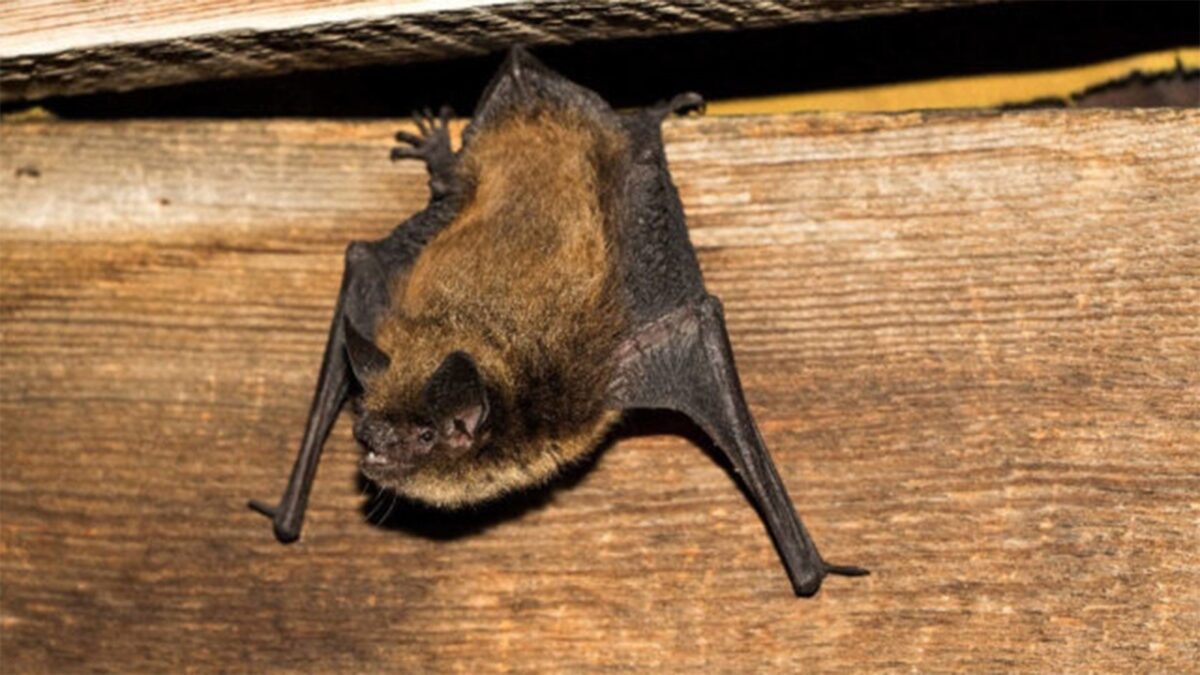 Bats are unique in that they are the only mammals capable of true flight.