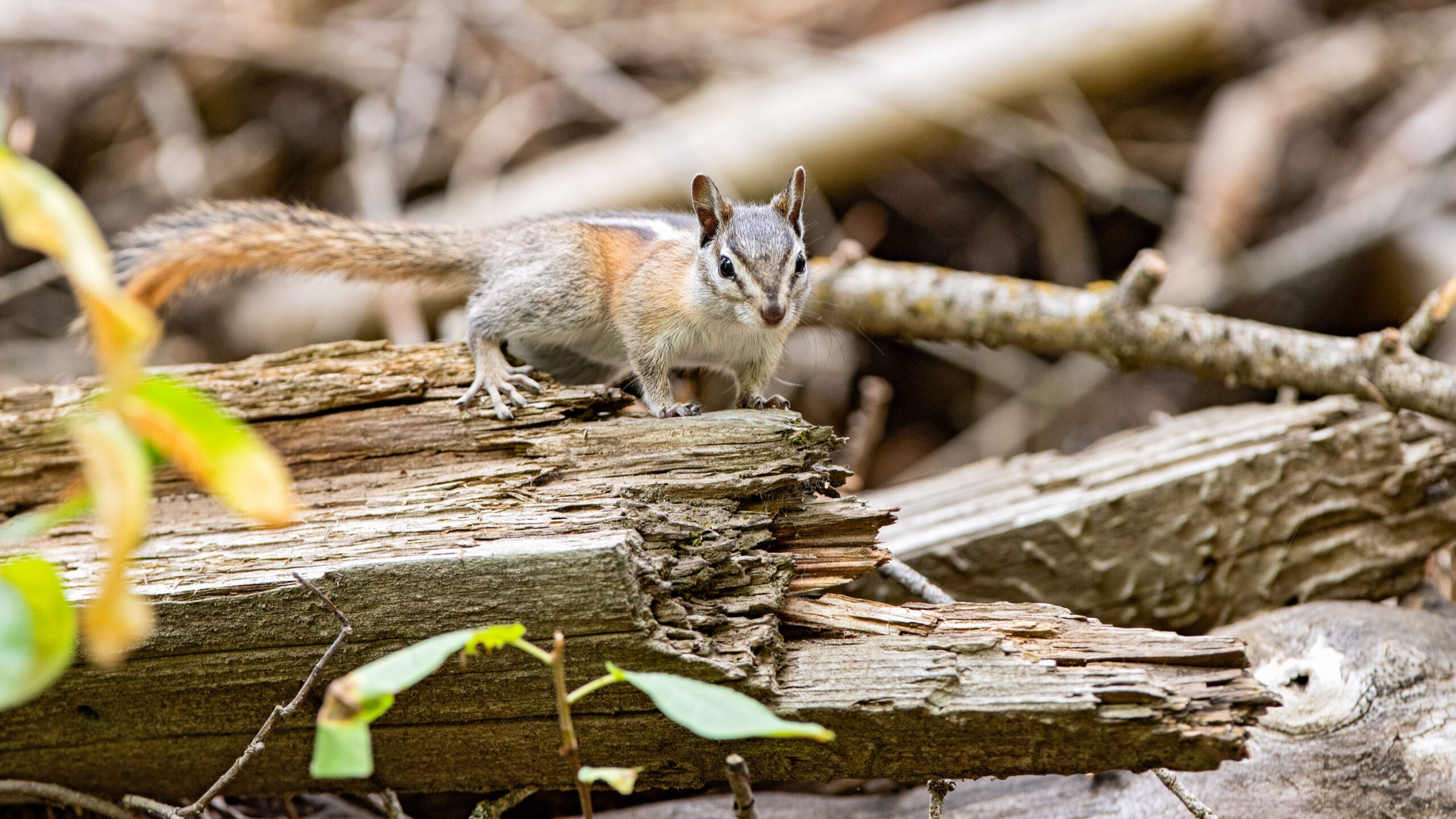 A Uinta Chipmunk.