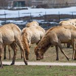 Elk herd eating grass at a home not far from Silver Creek Road.