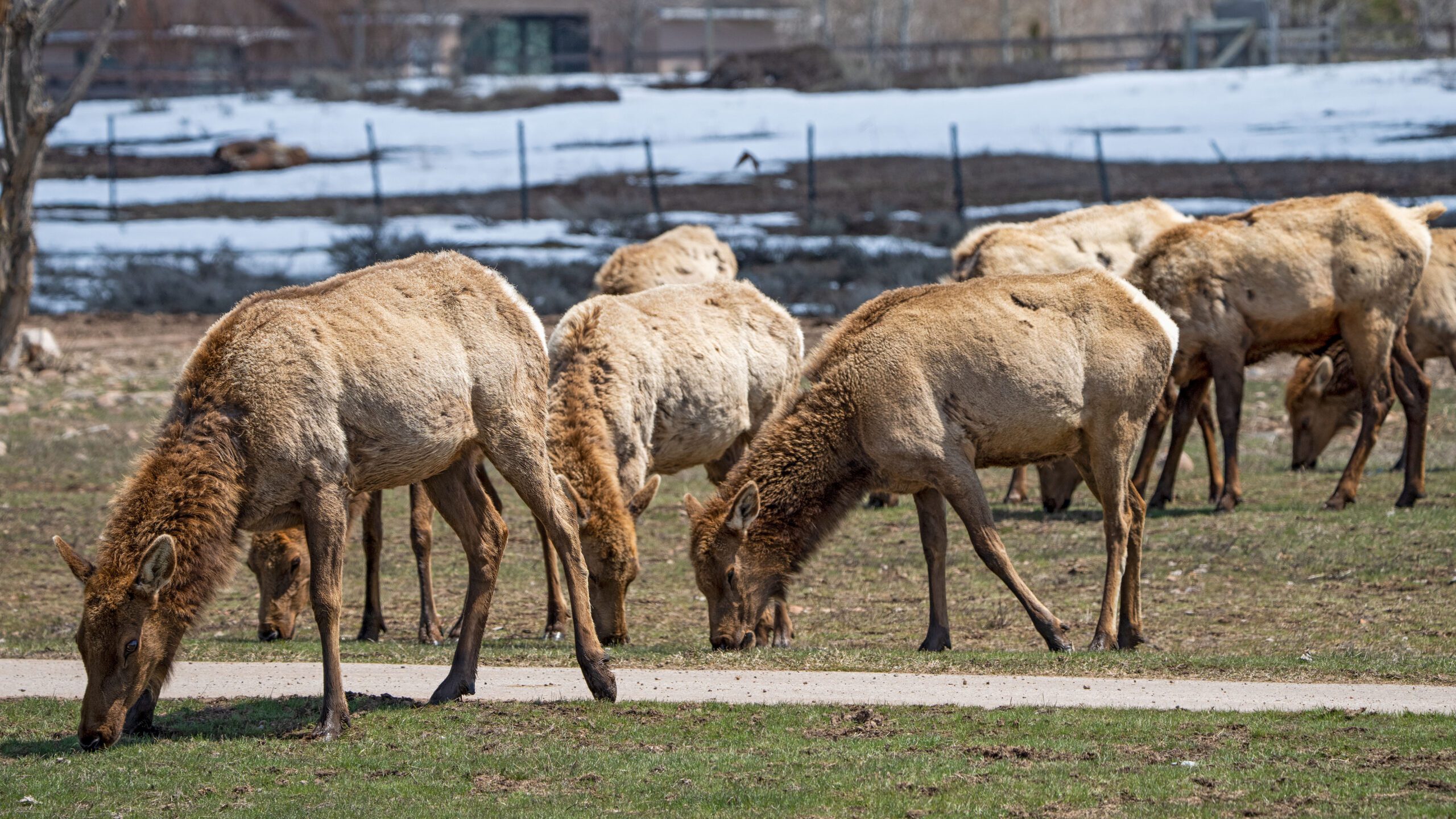 Elk herd eating grass at a home not far from Silver Creek Road.