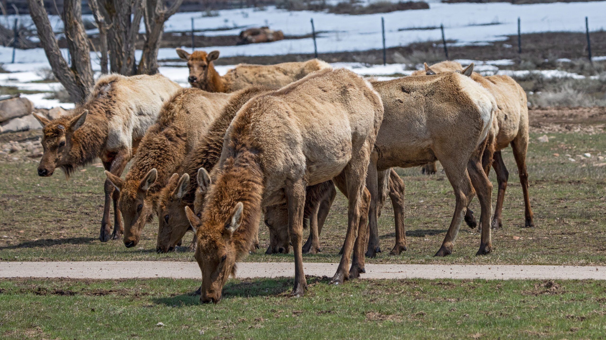 Elk herd eating grass at a home not far from Silver Creek Road.