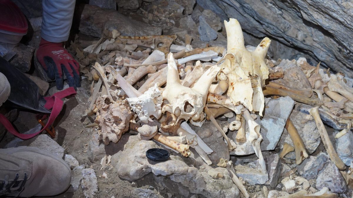 Pile of bighorn sheep bones found at the bottom of a cave in western Utah.