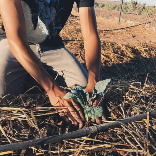 Indigehub creates food hubs for better food access