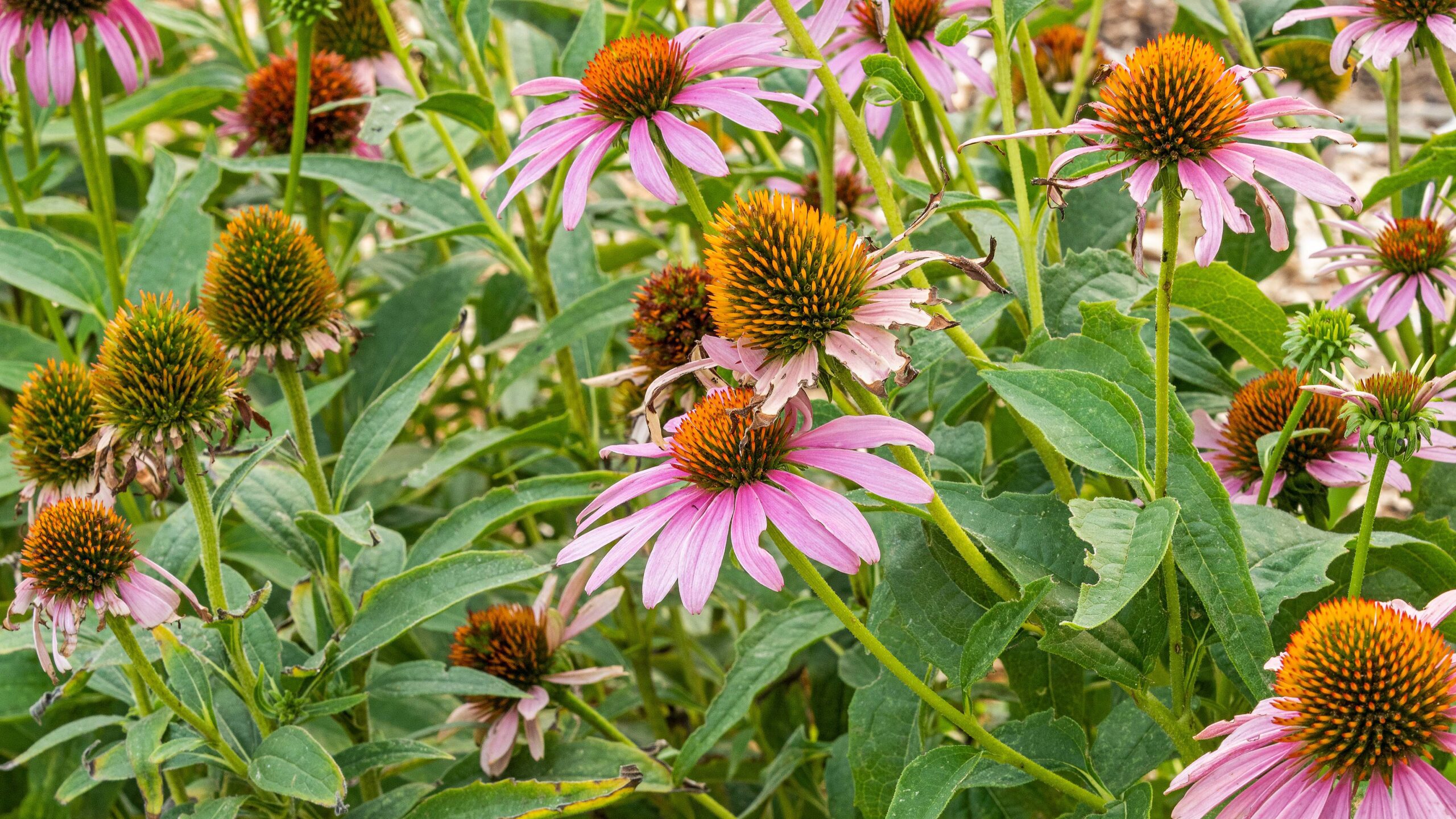 Flowers at a local garden in Park City.