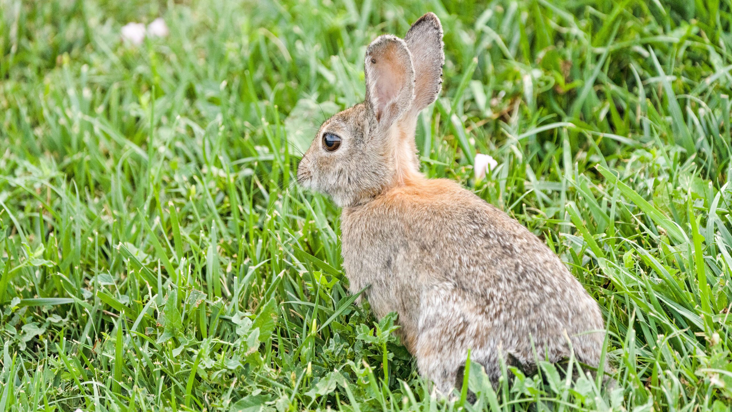A desert cottontail in the foothills of Salt Lake City.