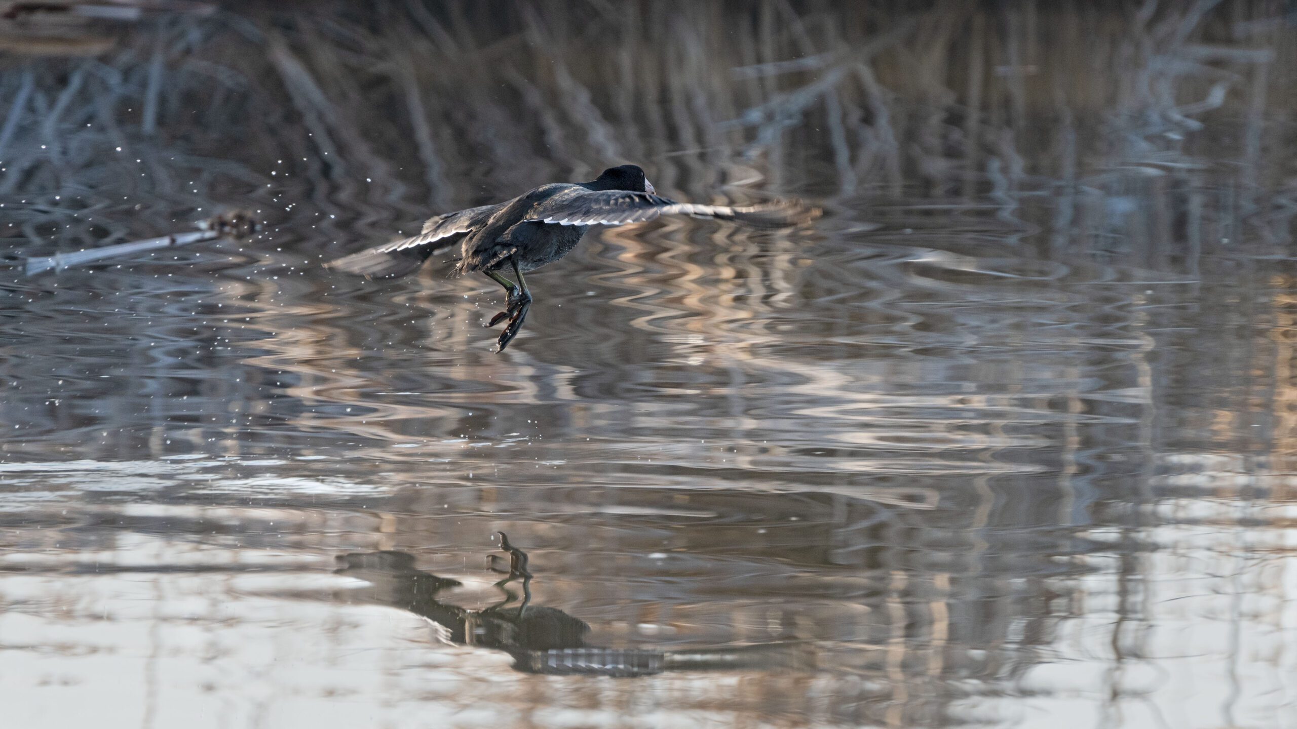 An American coot coming in for landing along the Farmington Bay Trailhead.
