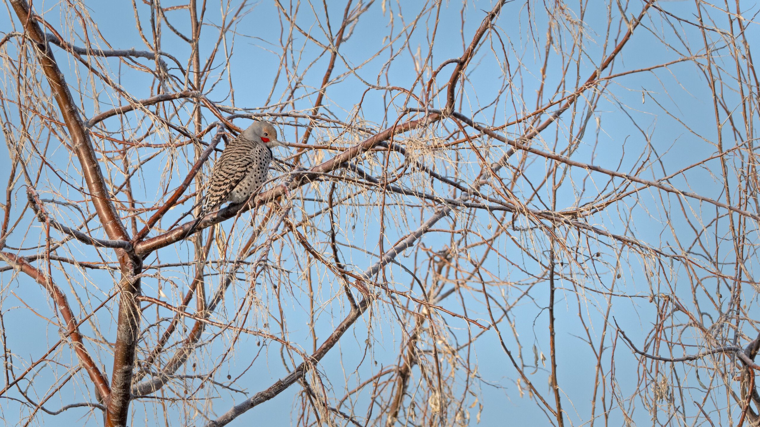 A Northern Flicker along the trail at Farmington Bay.