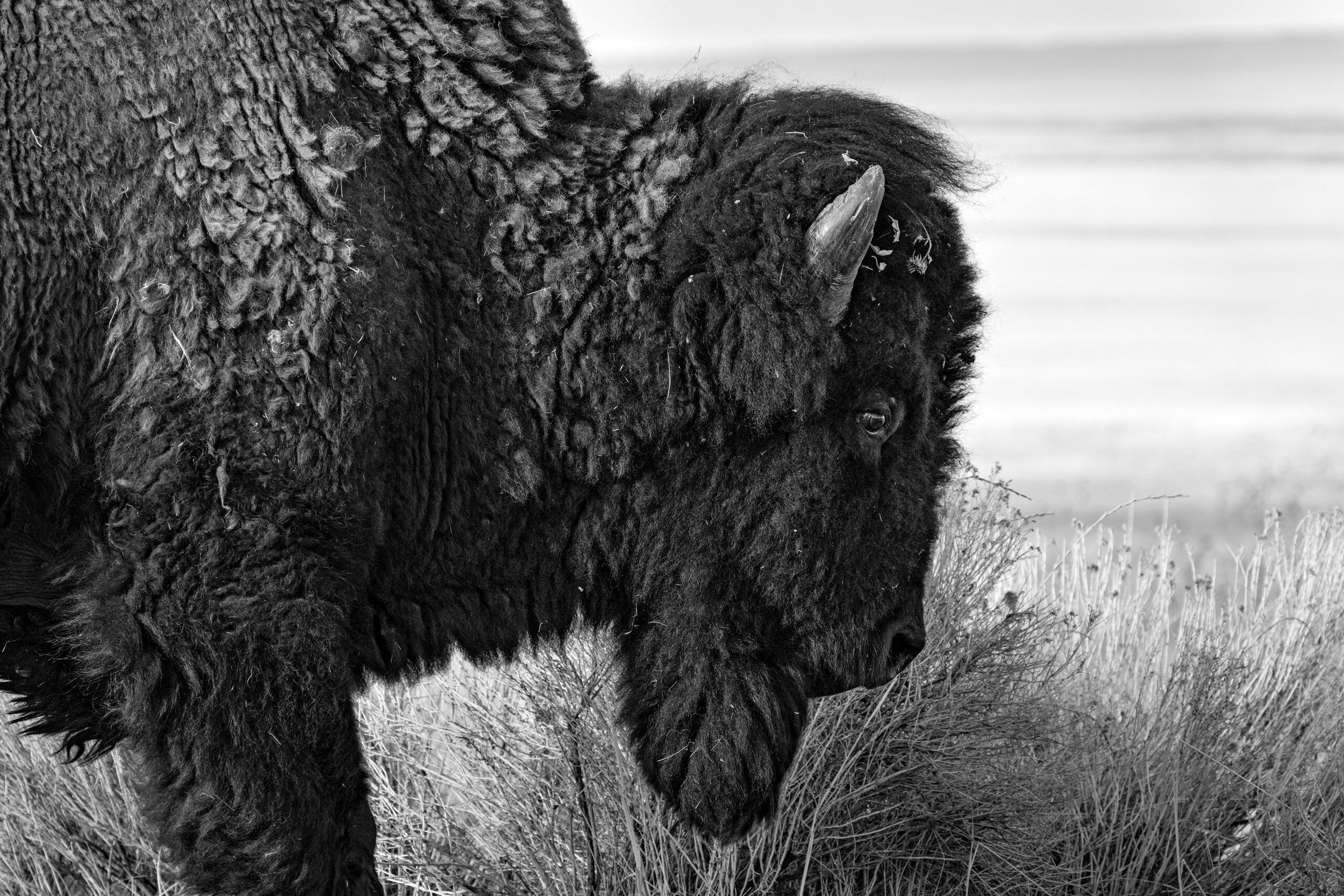 A bison on Antelope Island.